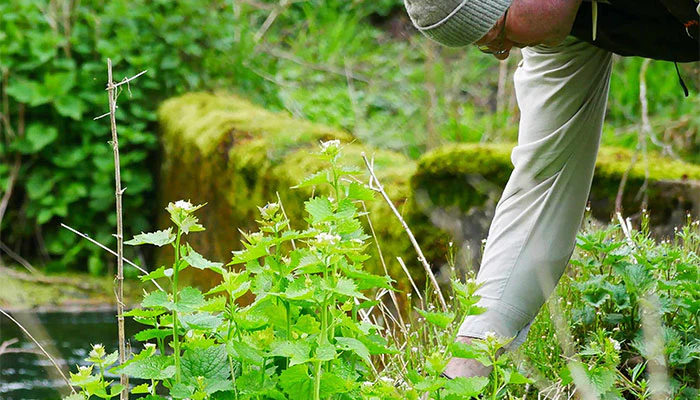 Master the Wild with Confidence